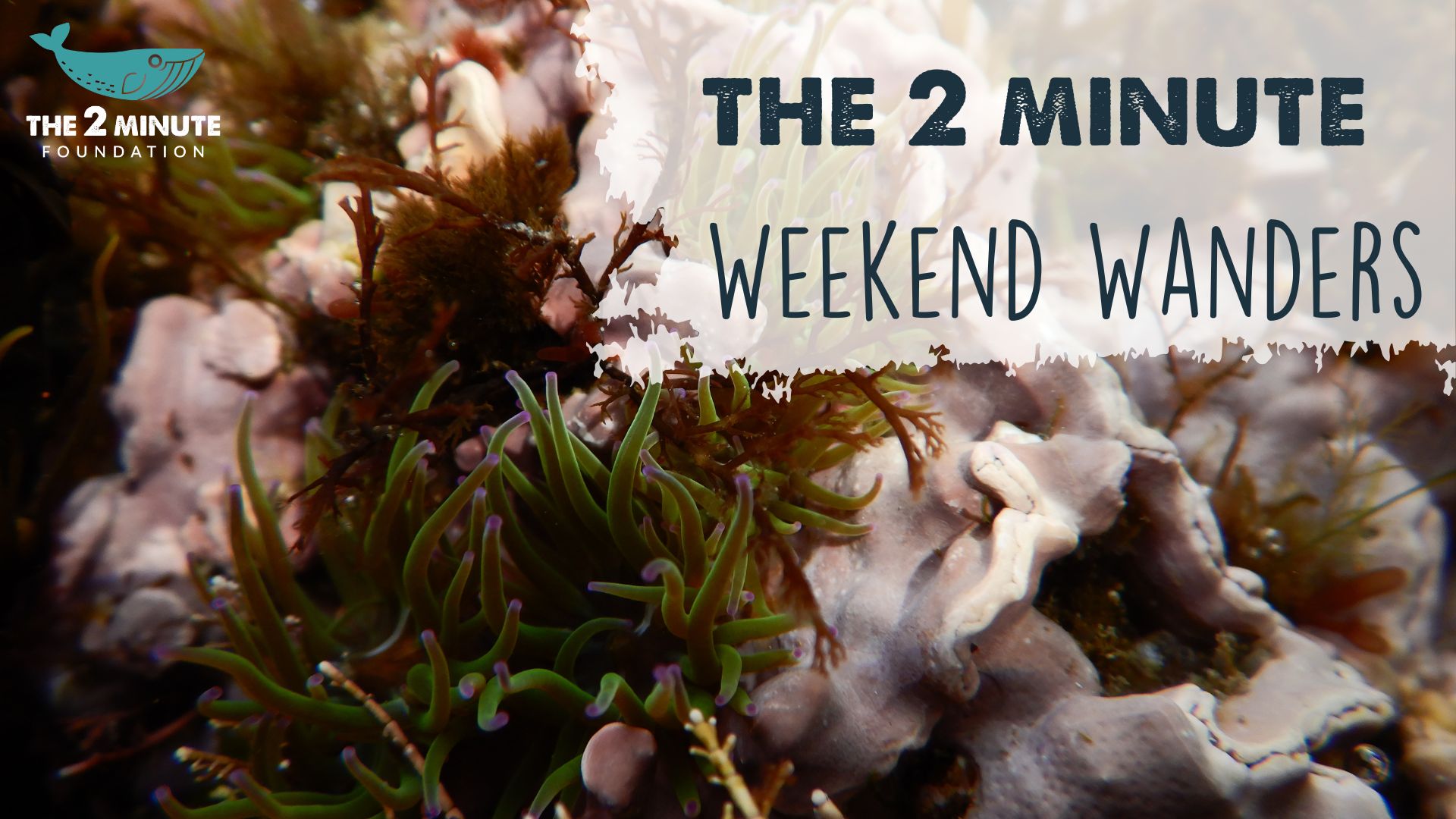Rockpool Ramble