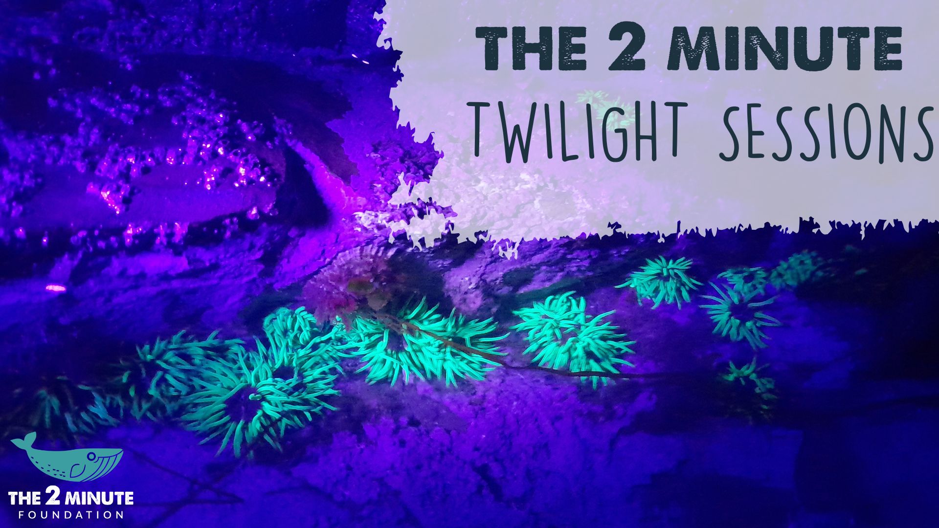 Night Rockpool